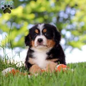 Jimminy Cricket, Mini Bernedoodle Puppy